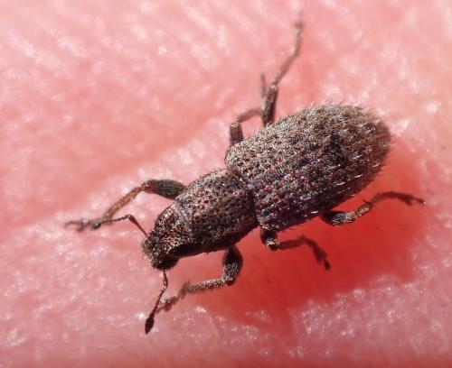Réf. 350 730 : Sitona hispidulus